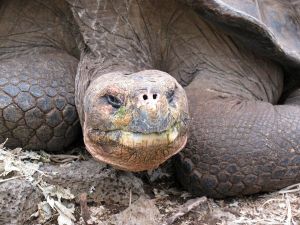 reuzenschildpad