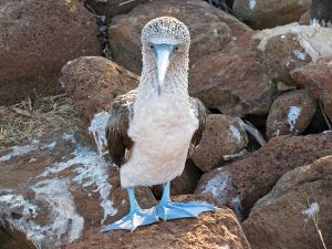 blue footed booby