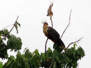 Hoatzin