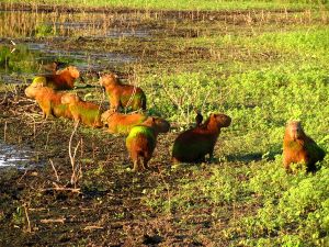 capibara's