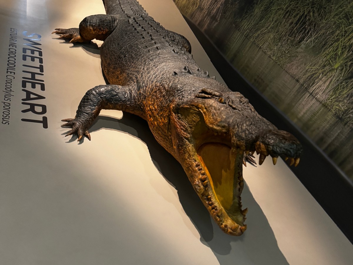 Darwin: Cultuur en Geschiedenis in de Northern&nbsp;Territory