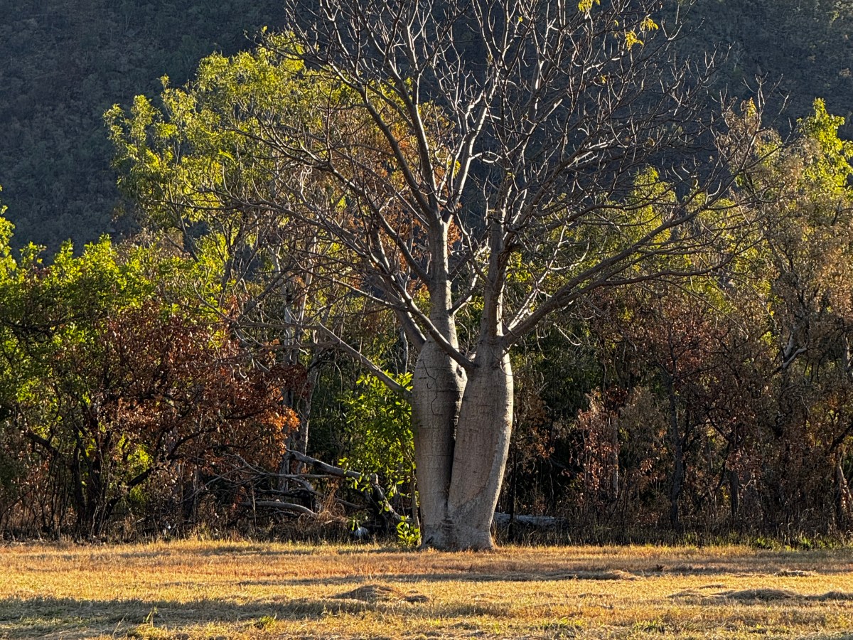 Victoria Highway: Een reis naar Timber&nbsp;Creek